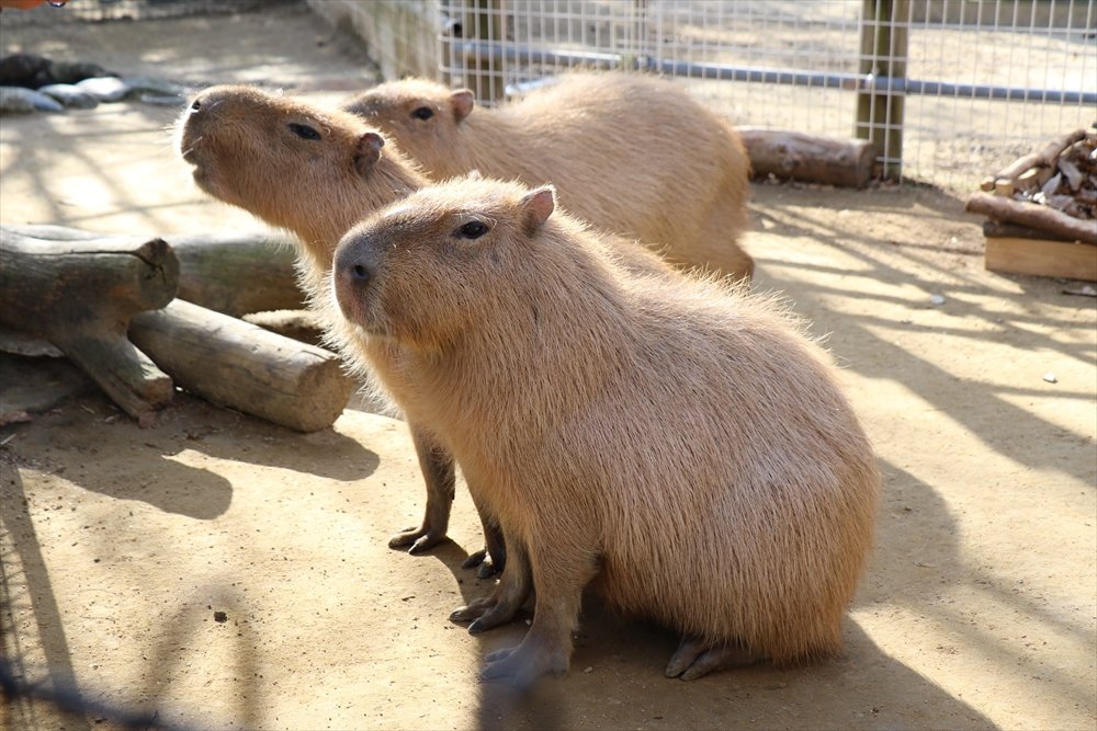 🏞️ 오사키 공원 어린이 동물원(오사키 코엔 코도모 도부츠엔) 이미지 4